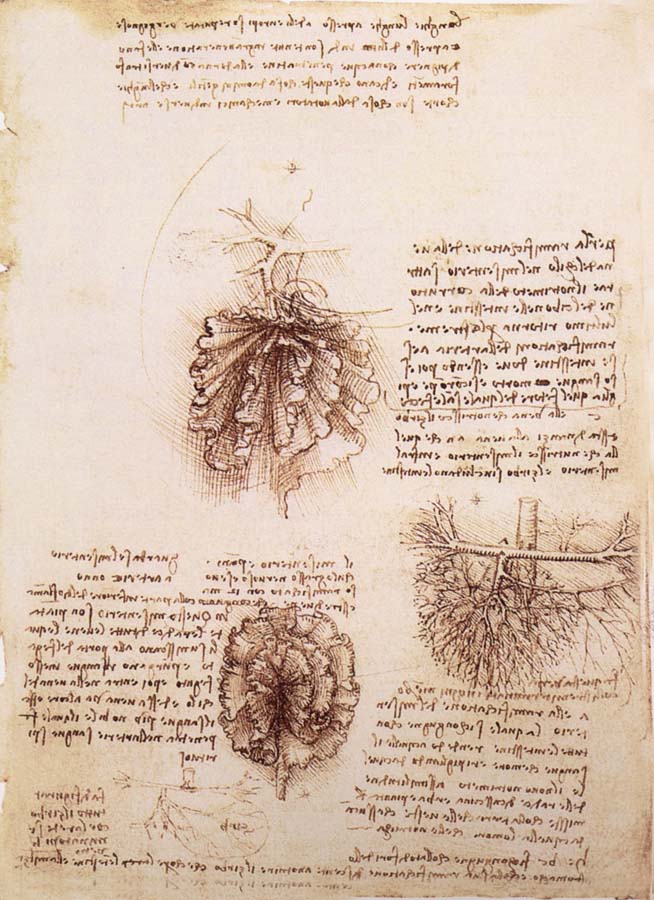 LEONARDO da Vinci Gekrose of the intestine and its Gefabsystems